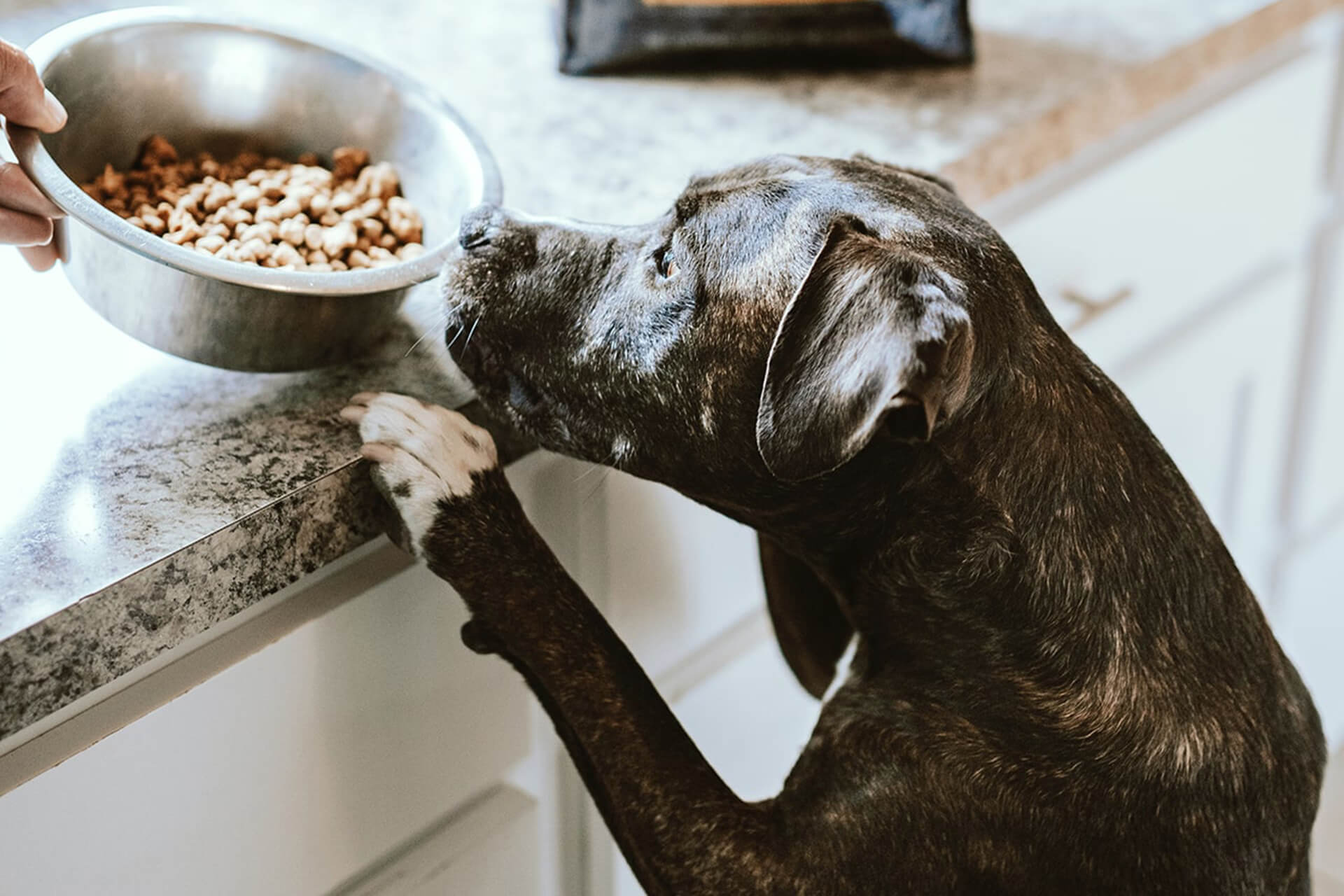 Ceramic Bowl