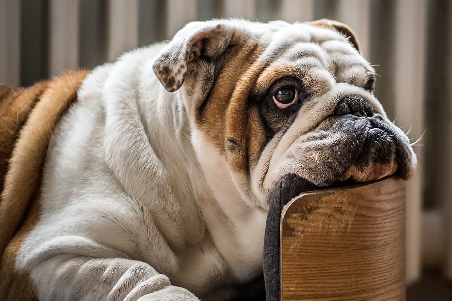 Nester Dog Bed